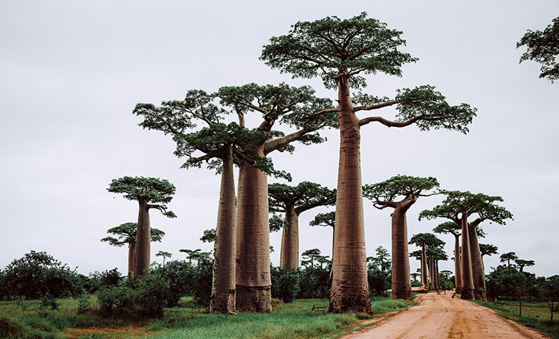 baobab