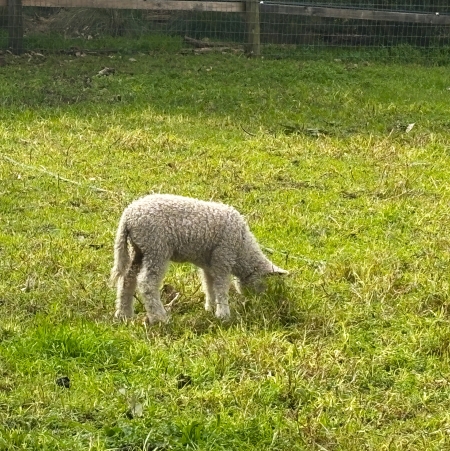 Farm Animals Meet and Greet